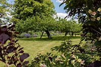 View through Cotinus and Weigela 'Florida Versicolor' from one corner of the orchard garden of 3 Bramley apple trees and the long border beyond