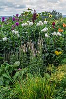 Border planted with dahlias and herbaceous perennials including Linaria, mallow and Helianthus.