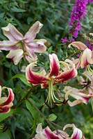 Lilium martagon - An old variety of Martagon lily 
