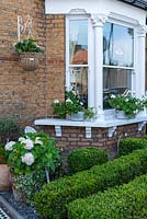 Small front garden on busy town street, planted with box hedges and hydrangeas. Window sill has pots of white geraniums.