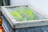 A raised box is planted with lettuces, and netted against marauding pigeons.
