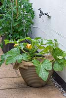 A courgette plant thrives in a pot in a side alley, beside a tomato plant.