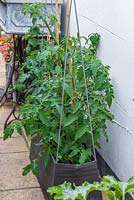 A tomato plant thrives in a pot in a side alley.