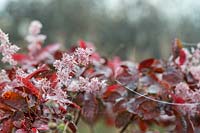 Cotinus 'Elodie' - Smoke bush flowers gone to seed in the autumn fog. 