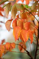 Rhus copallina - Winged sumac foliage in autumn. 