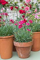 Collection of scented dianthus - Pinks in terracotta pots on metal table