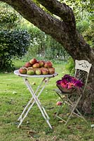 Tray of picked cooking apples and trug of cut dahlias stand on garden table and chair under tree. 
