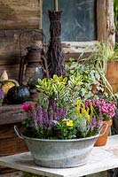 Galvanised container planted with Brassica, Hebe, heathers, Viola and Cyclamen in a rustic setting.