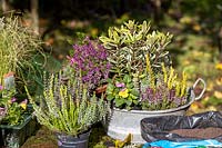 Planting a small, vintage galvanised container with autumn-interest plants.
