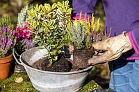 Planting a small, vintage galvanised container with Autumn plants. Bud flowering heathers, Hebe, Cyclamen, Viola 
