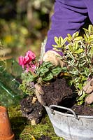 Person planting a cyclamen in small, vintage galvanised container with other autumn-interest plants.