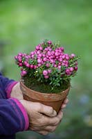 Pink berried Pernettya in mossed terracotta pot.