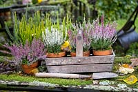 Calluna heathers in a wooden trug with tools