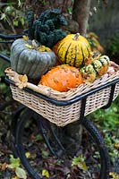 Pumpkins and Squash in the basket of a trade bike