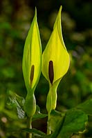 Arum maculatum 'Cuckoo Pint'