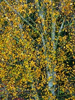Betula ermanii - gold birch