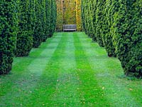 View down the lawn in between an avenue of Taxus baccata 'Fastigiata Aureomarginata' - Golden Irish Yew - to a wooden bench