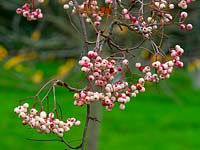 Sorbus pseudovilmorinii - Rowan 