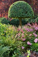 Mushroom shaped Box topiary, Rosa 'Ballerina', Astilbe 'Deutschland' and ferns.