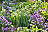 Allium fistulosum - Welsh onion and Allium schoenoprasum - Chives in raised vegetable beds. 