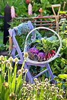 Harvested Brassica oleracea var. gongylodes - Purple Kohlrabi in trug on chair in vegetable garden. 