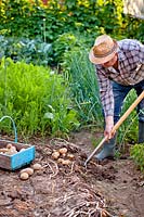 Man digging up potatoes.