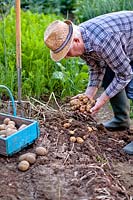 Man digging up potatoes.