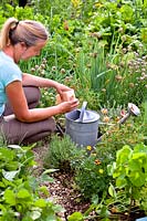 Woman adding home made comfrey liquid feed into a watering can.