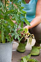 Growing tomatoes in container - removing diseased leaves Phytophthora infestans.