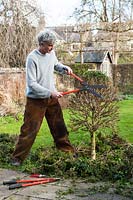 Man restoring overgrown Buxus - Box - topiary by hard pruning 