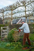 Man restoring overgrown Buxus sempervirens - Box - topiary by hard pruning 