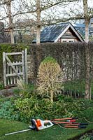 Tools used for reshaping Buxus sempervirens - Box - topiary by hard pruning 