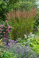 A clump of Calamagrostis x acutiflora 'Karl Foerster' - Feather Reed Grass - in a mixed with Escallonia, Allium, Eryngium and Nepeta 