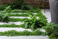 Porcelain tiles interplanted with ferns and Soleirolia soleirolii - Mind-your-own-business 