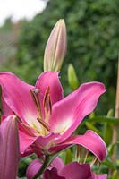 Lilium 'Brusago' syn. Orienpet - Oriental Trumpet Lily or Tree Lily
