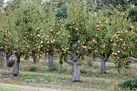 View of pear trees - Pyrus communis  'Merton Pride' in the orchard at Waterperry Gardens, Oxfordshire, UK.