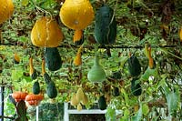 Cucurbita pepo - Several varieties of  Winter squash pumpkins and ornamental gourds  grown on a trellis inside a greenhouse 