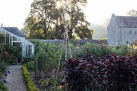 View over kitchen garden and greenhouse, Atriplex hortensis - Red Orach - in foreground 