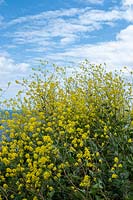 Brassica nigra - Black Mustard