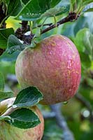 Malus domestica - Apple 'Kidds Orange Red'