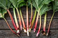 Selection of different Rhubarb stems and leaves, grown at RHS Rosemoor, UK. 