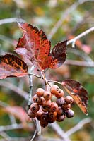 Sorbus devoniensis - Devon Whitebeam