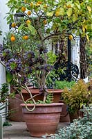 Citrus - Lemon Tree - with fruit and Aeonium in large pots on a terrace