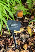 Robin sits on plant label at Rosemoor Gardens in Devon