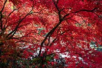 Acer palmatum - Japanese Maple - specimens with red foliage 