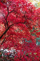 Acer palmatum - Japanese Maple - with red foliage colours