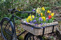 Old trade bike with wicker basket of spring flowers including Narcissus, Tulipa, Polyanthus and Anemone blanda. 