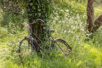 Old bicycle grown into Cow parsley in Orchard.
