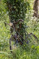 Old bicycle grown into Cow parsley in Orchard.