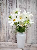 Cosmos 'Purity' cut flowers in a vase 